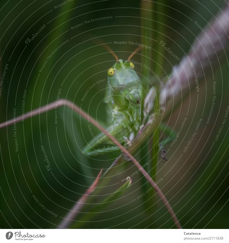 Hop into the weekend, grasshopper in the grass Nature Plant Animal Summer Grass Blossom grasses Meadow Locust Insect 1 Observe Jump Wait Esthetic Brown Gold