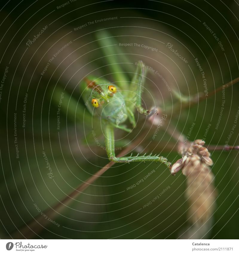 Emerge; a grasshopper crawls up the blade of grass Nature Plant Animal Summer Grass Blossom Grass blossom Meadow Insect Locust haystack 1 Observe Crouch Jump