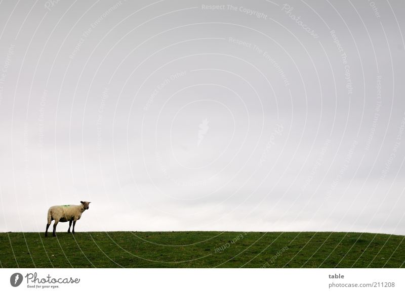 Gertrude Freedom Environment Nature Landscape Animal Sky Horizon Bad weather Meadow Pasture Farm animal Sheep 1 Observe Looking Stand Gray Green Calm Loneliness