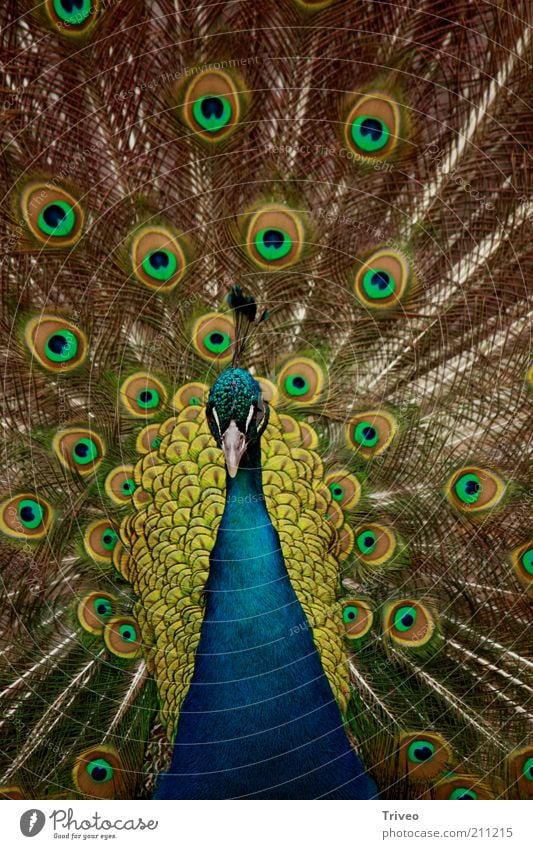Bird Peacock Animal Zoo 1 Rutting season Blue Yellow Gold Green Self-confident Cool (slang) Power Romance Beautiful Desire Betray Pride Conceited Esthetic