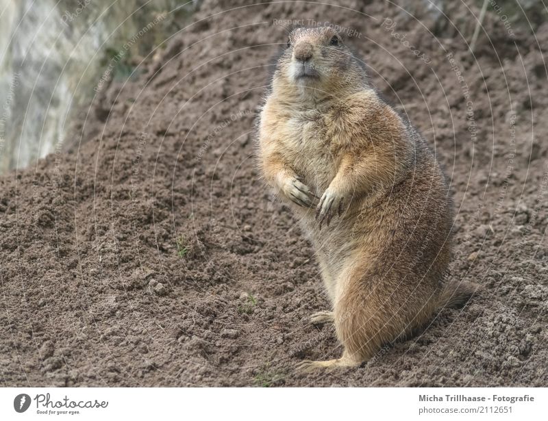 Curious look Nature Animal Sand Sunlight Grass Wild animal Animal face Pelt Claw Paw Prairie dog 1 Observe Looking Stand Friendliness Near Natural Curiosity