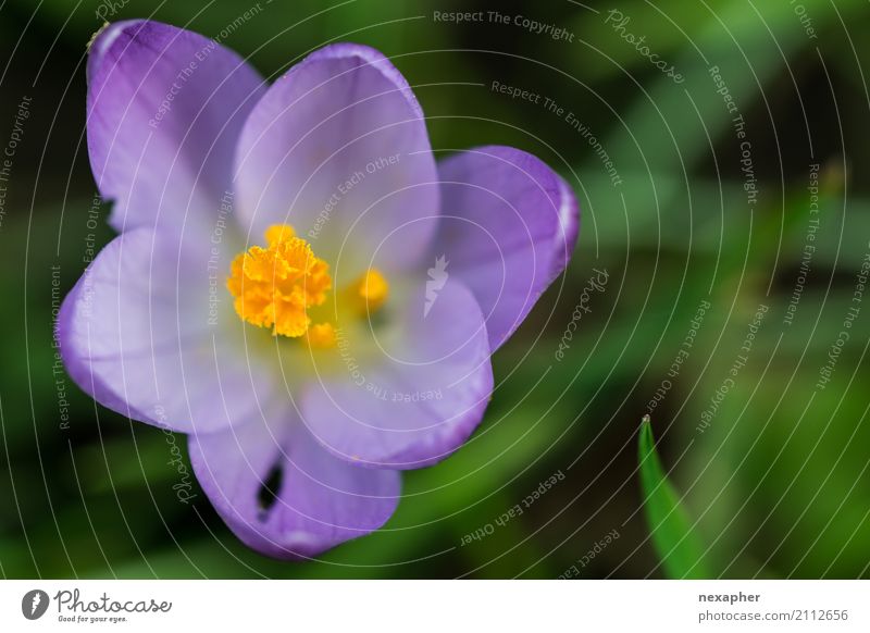 Crocus blossom from above Nature Plant Blossom Blossoming Looking Fresh Beautiful Green Violet Joy Spring fever Joie de vivre (Vitality) Colour photo