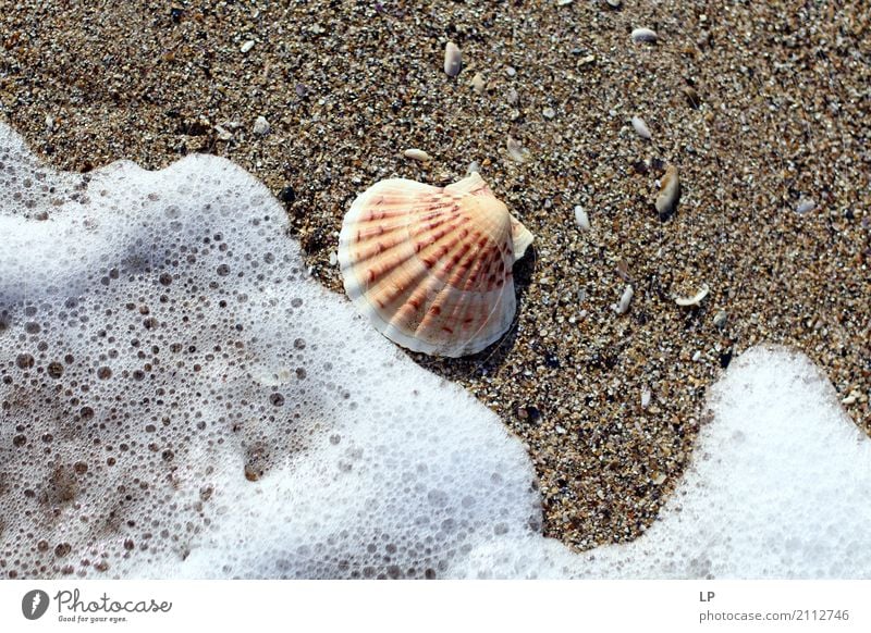 seashell and wave Lifestyle Design Exotic Joy Wellness Harmonious Well-being Contentment Senses Relaxation Calm Meditation Leisure and hobbies Vacation & Travel