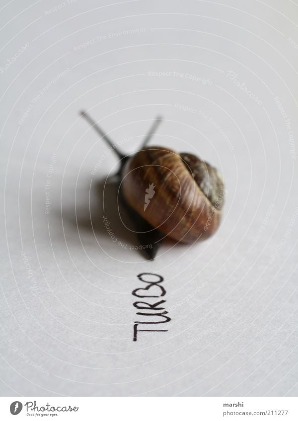 Turbo worm Animal Snail 1 Slimy Speed Snail shell Small Symbols and metaphors Slowly Interior shot Deserted Blur Shallow depth of field Characters Meaning