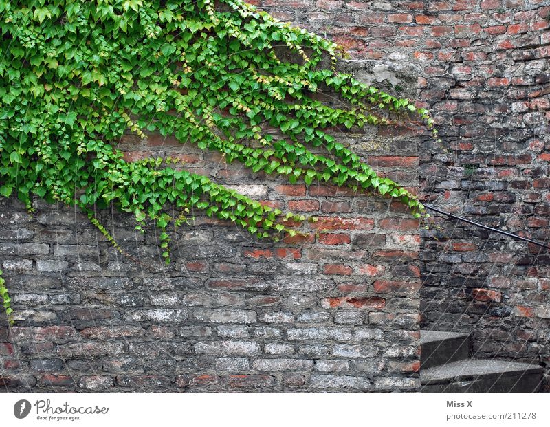 tendril Plant Ivy Leaf Old town Castle Ruin Wall (barrier) Wall (building) Facade Growth Decline Transience Tendril Colour photo Exterior shot Deserted