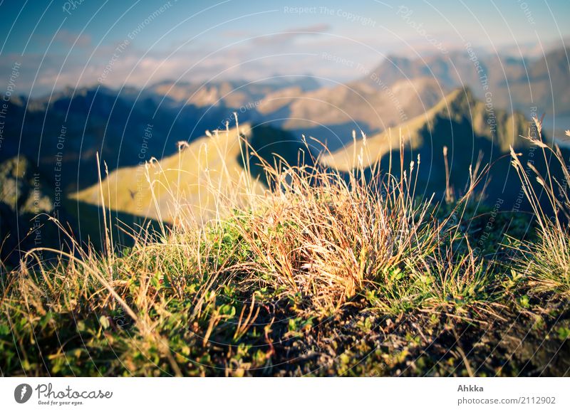 Grass on a summit of Lofoten, Norway Nature Landscape Wild plant Peak Lofotes Small Above Positive Stress Uniqueness Discover Trust Growth Far-off places