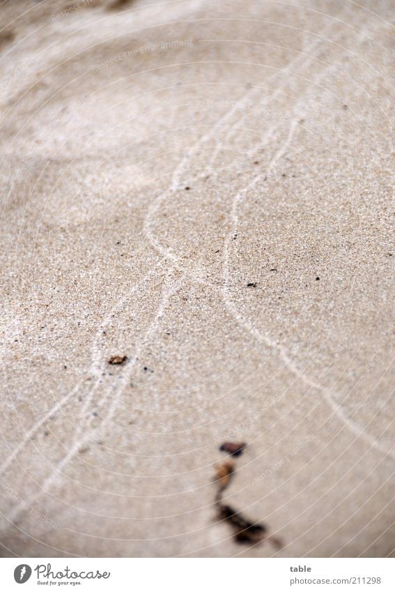the beach Environment Nature Earth Sand Wet Natural Tracks Colour photo Subdued colour Exterior shot Close-up Deserted Copy Space left Copy Space right
