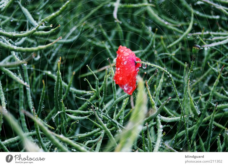 The Red Wet Dot Environment Nature Plant Summer Weather Bad weather Storm Rain Foliage plant Agricultural crop Wild plant Field Blossoming Growth Green Water