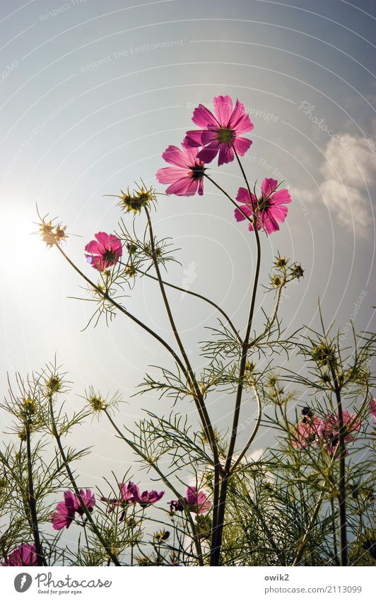 Cosmic rays Environment Nature Plant Sky Summer Climate Beautiful weather Warmth Flower Wild plant Cosmos Daisy Family Blossoming Illuminate Stand Growth Thin