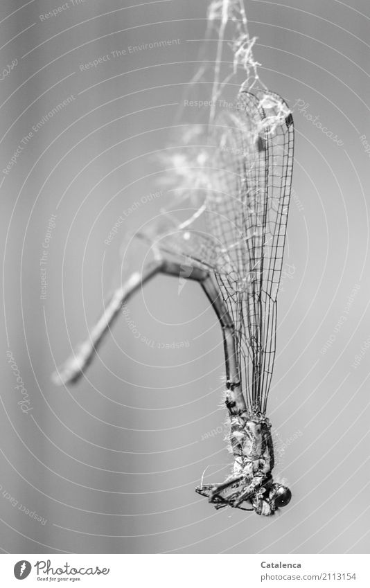 Wrapped, dragonfly in spider web Nature Animal Garden Insect Dragonfly 1 Spider's web Hang Gloomy Dry Green Black White Moody Grief Death Exhaustion Stagnating