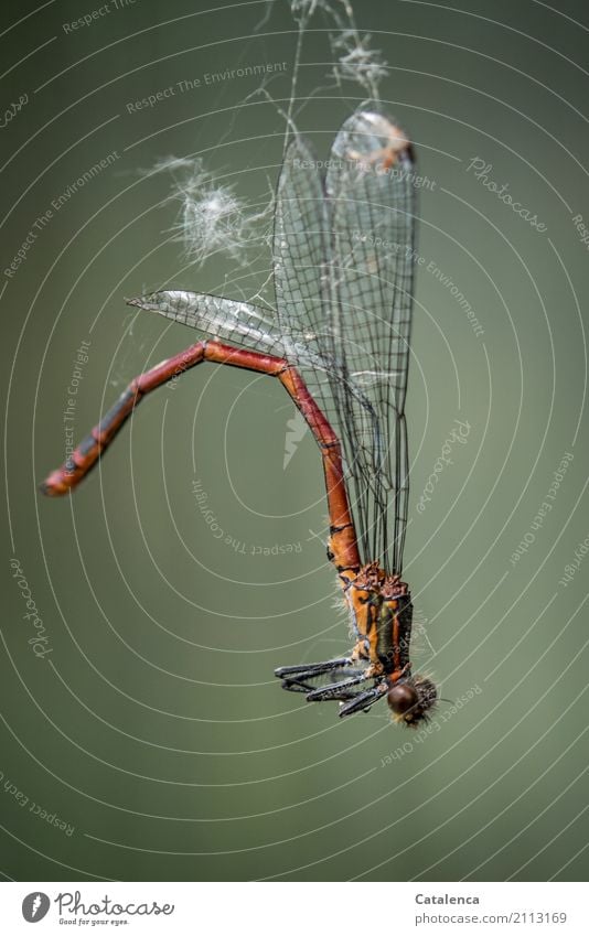 No escape | dead dragonfly hangs in spider web Summer Garden Meadow Dead animal Dragonfly Large red damselfly Insect 1 Animal Spider's web Hang To dry up Gloomy