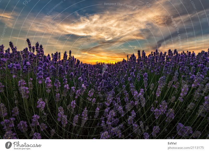 lavender fields Herbs and spices Fragrance Spa Summer Sun Garden Nature Landscape Plant Sky Clouds Horizon Flower Blossom Moody Colour agriculture aromatherapy