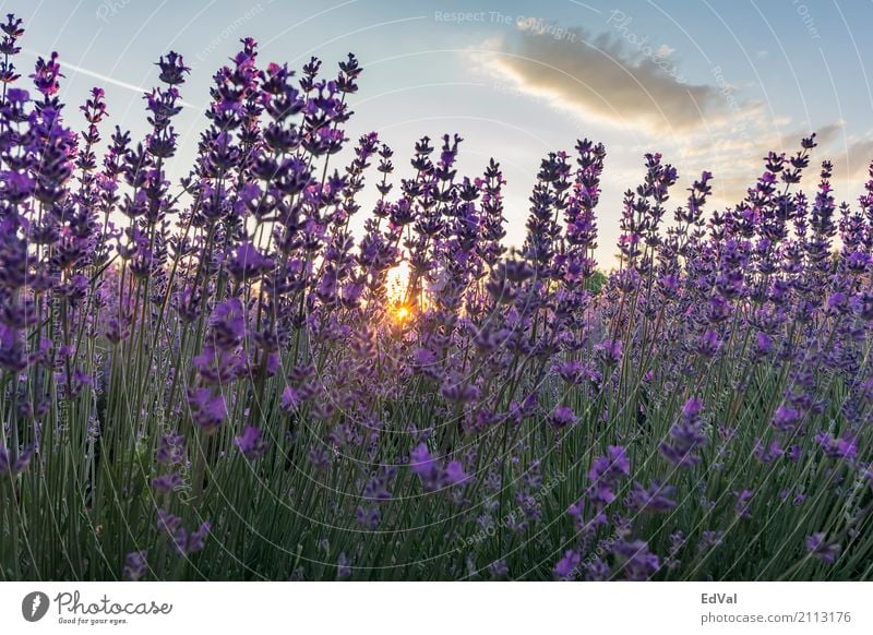 lavender Herbs and spices Fragrance Spa Summer Sun Garden Nature Landscape Plant Sky Clouds Horizon Flower Blossom Moody Colour agriculture aromatherapy