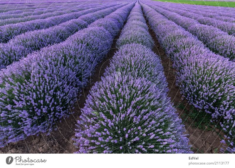 lavender fields Herbs and spices Fragrance Spa Summer Garden Nature Landscape Plant Sky Clouds Horizon Flower Blossom Moody Colour agriculture aromatherapy
