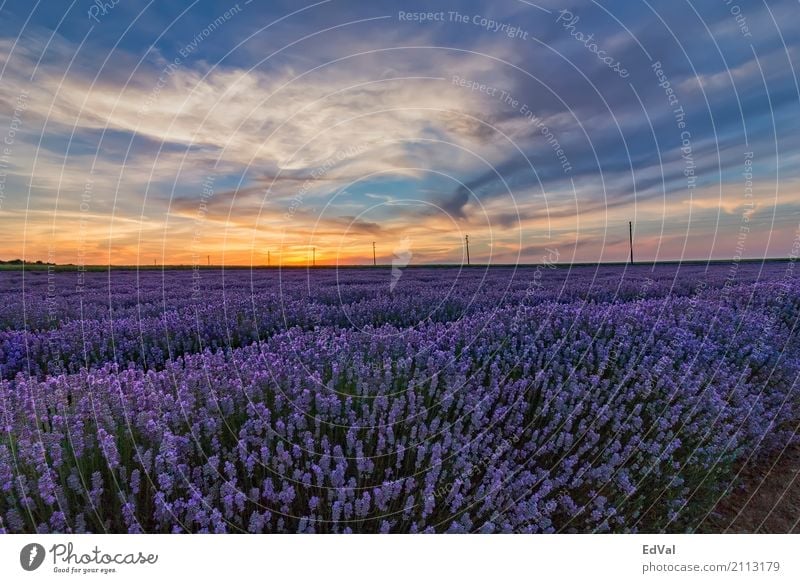 lavender fields at sunset Herbs and spices Organic produce Fragrance Spa Summer Garden Nature Landscape Plant Sky Clouds Horizon Flower Blossom Moody Colour