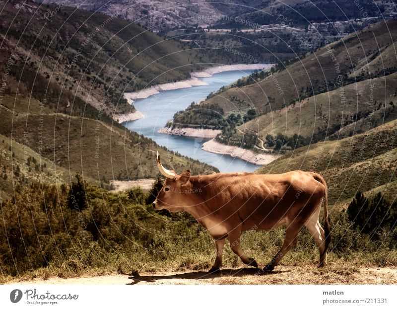 thirst Landscape Water Summer Beautiful weather Drought Grass Bushes Mountain Coast Lakeside Farm animal Cow 1 Animal Going Hot Dry Brown Colour photo