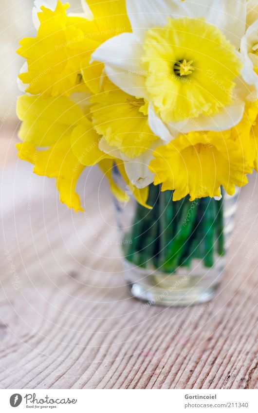 Narcissus Flower Blossom Beautiful Wild daffodil Spring Spring flower Bouquet Vase Wooden table Flowering plant Yellow Decoration Colour photo Interior shot