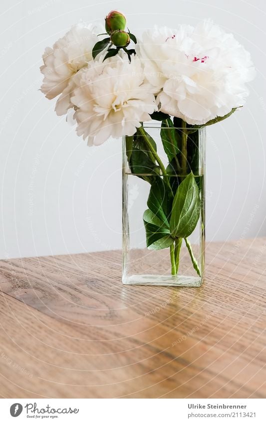 peonies Flat (apartment) Table Living room Plant Flower Leaf Blossom Peony Bouquet Vase Glass Fragrance Illuminate Stand Esthetic Fresh Natural Beautiful Soft