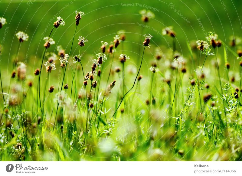 English common plantain flowers. Environment Nature Landscape Plant Sun Weather Meadow Field Hill Village Green pasture bloom Colour photo Morning Blur