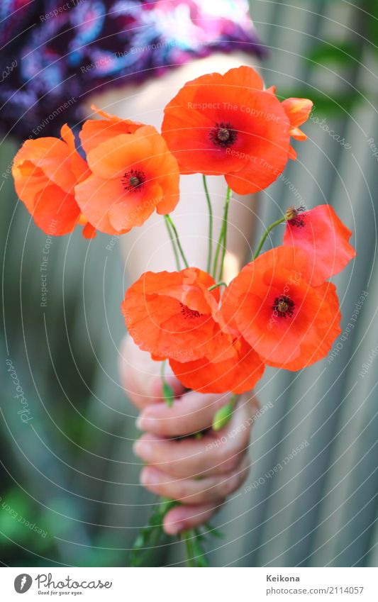 Female hand holding bunch of poppies. Joy Happy Trip Summer Summer vacation Garden Relaxation To hold on Happiness Fresh Red poppy female Hand Colour photo