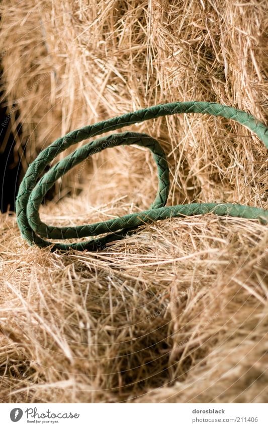 straw bed Yellow Green Hay Straw Rope Close-up Colour photo Subdued colour Interior shot Deserted Central perspective Loop Day