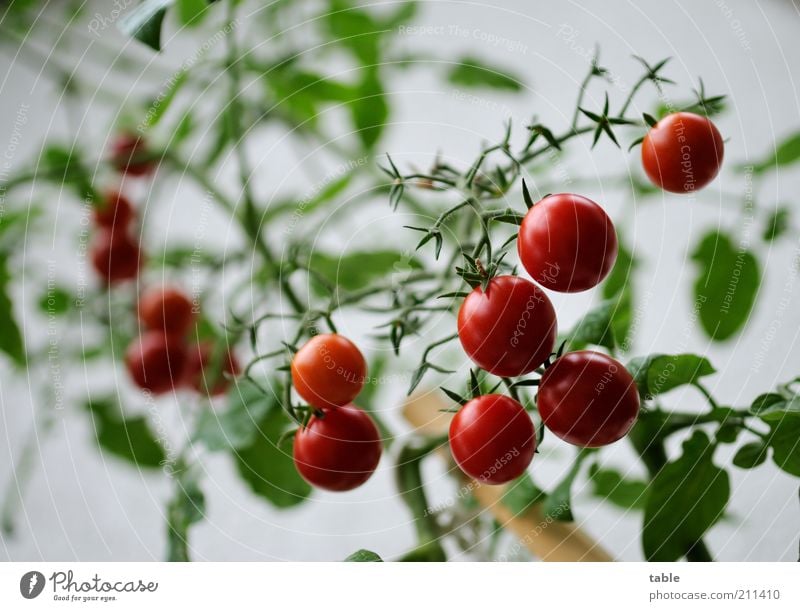home-grown Food Vegetable Tomato Organic produce Vegetarian diet Plant Agricultural crop Fragrance Hang Growth Glittering Natural Round Juicy Green Red Pure