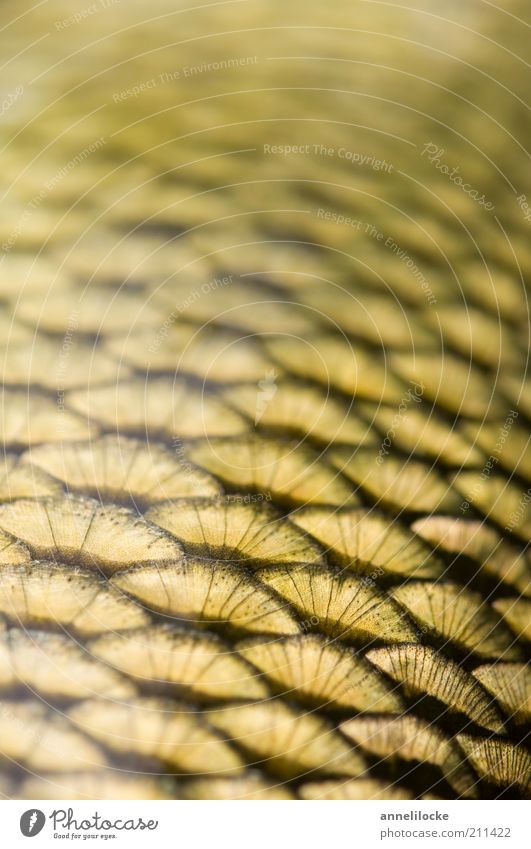 sequin dress Animal Fish red feather Carp Scales Beautiful Yellow Gold Row Pattern Graphic Fresh Close-up Detail Macro (Extreme close-up) Copy Space top