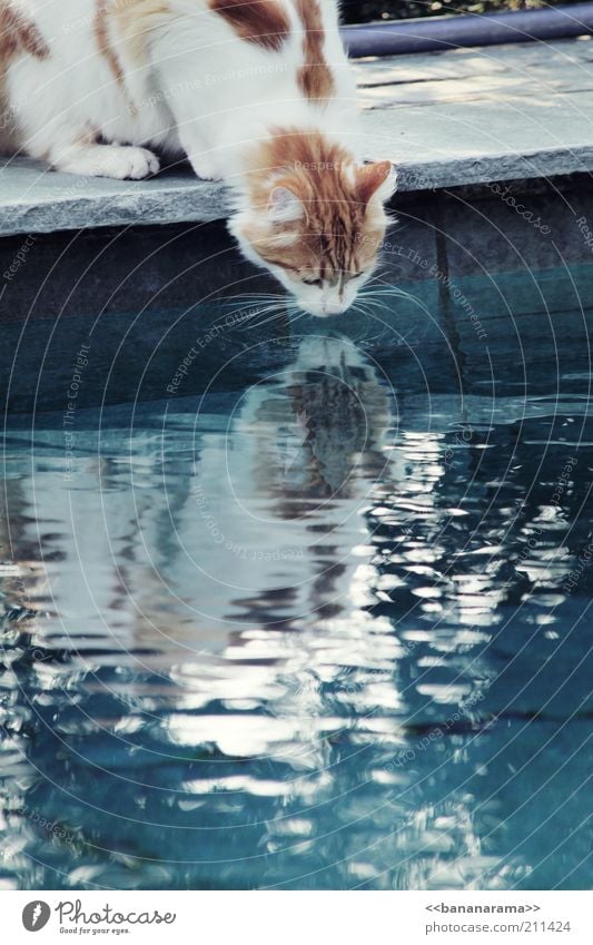 Thirsty tomcat Drinking Water Pet Cat 1 Animal Blue Reflection Domestic cat Mirror Mirror image Whisker Watering Hole Surface of water Colour photo