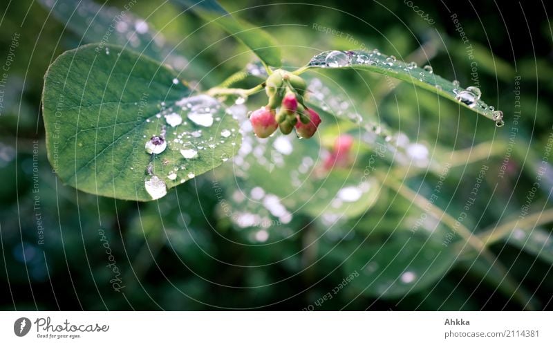 Sweat drops? Healthy Contentment Nature Plant Elements Drops of water Summer Leaf Blossom Glittering Dark Fluid Fresh Wet Green Red Black Esthetic Stress
