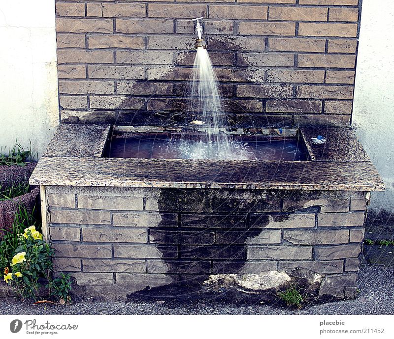 Public washbasin Nature Plant Flower Wall (barrier) Wall (building) Stone Concrete Brick Water Cleaning Old Broken Brown Yellow Gray Refreshment Tap Relaxation