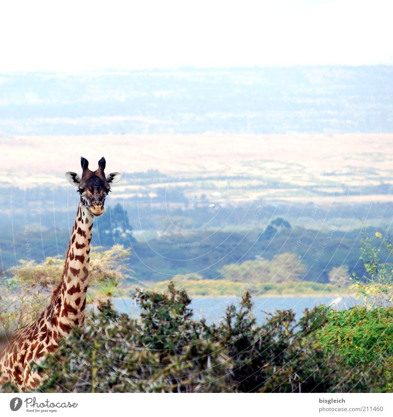Giraffe II Safari Nature 1 Animal Contentment Africa Kenya Watchfulness Colour photo Subdued colour Exterior shot Panorama (View) Looking into the camera Plant