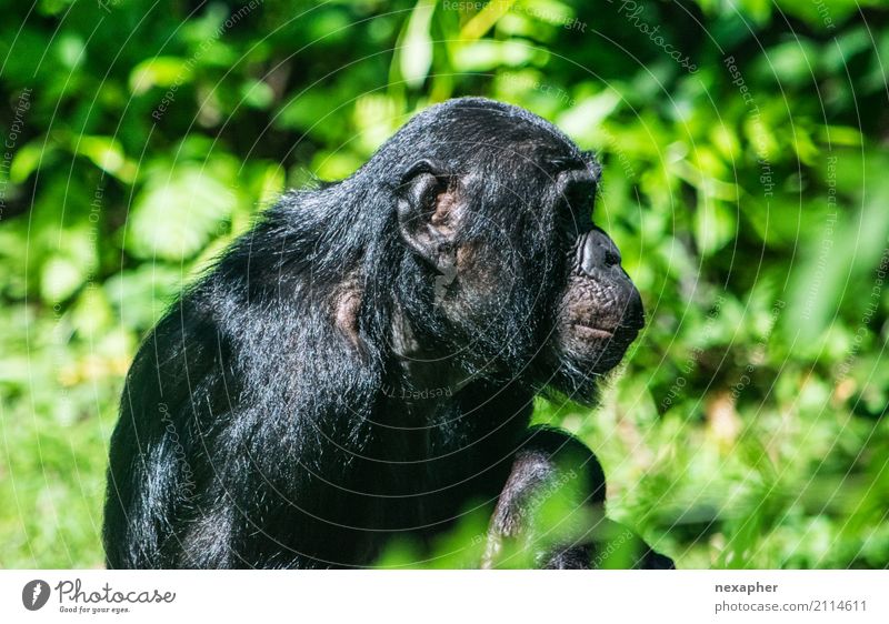 Monkey in portrait from the side Nature Plant Tree Animal Monkeys Chimpanzee 1 Breathe Crouch Looking Sit Dream Old Green Black Colour photo Exterior shot