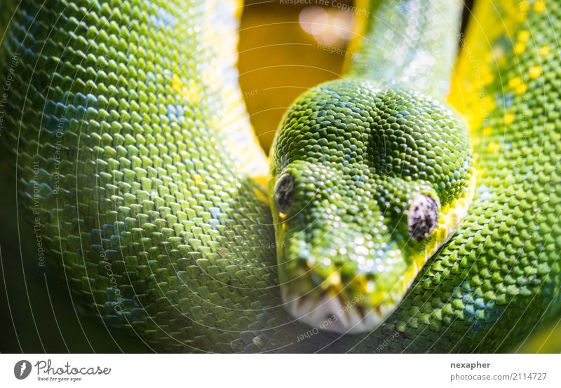 Snake in green Animal 1 Observe Hang Looking Aggression Esthetic Threat Elegant Eroticism Exotic Smart Yellow Green Virtuous Romance Beautiful Lust Jealousy
