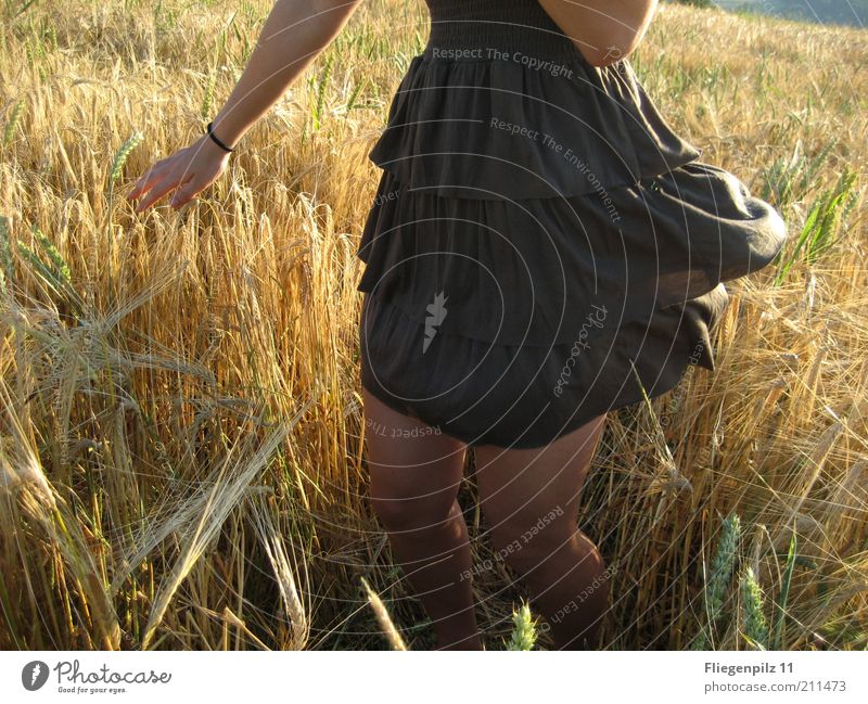 Dance in the cornfield Joy Feminine Skin Arm Legs 1 Human being Nature Sunlight Summer Plant Dress Movement To enjoy Free Warmth Brown Yellow Happiness