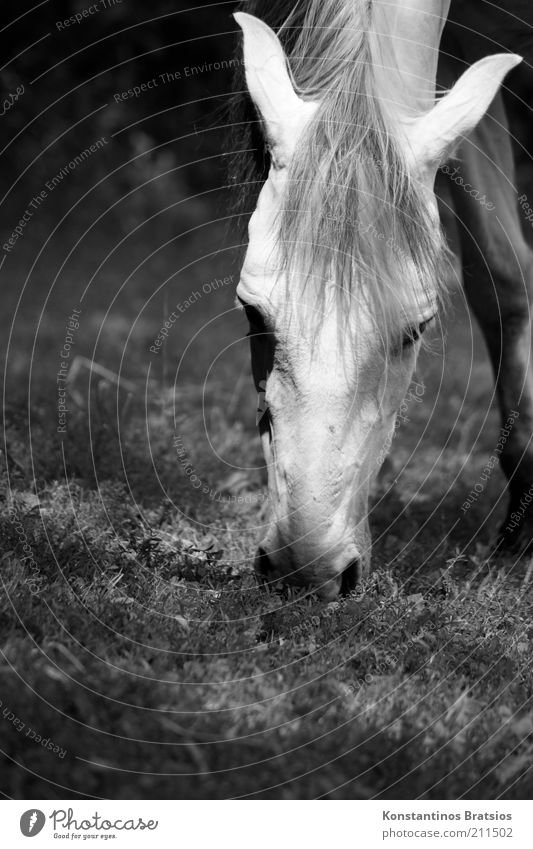 grazing Spring Summer Meadow Pasture Animal Horse 1 To feed Free Beautiful Love of animals Relaxation Mane Nostrils Ear Head Eyes Black & white photo
