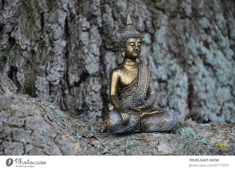 timeless | ...the buddha sits at the foot of an old oak tree Lifestyle Happy pretty Wellness Harmonious Well-being Contentment Calm Meditation Art Sculpture