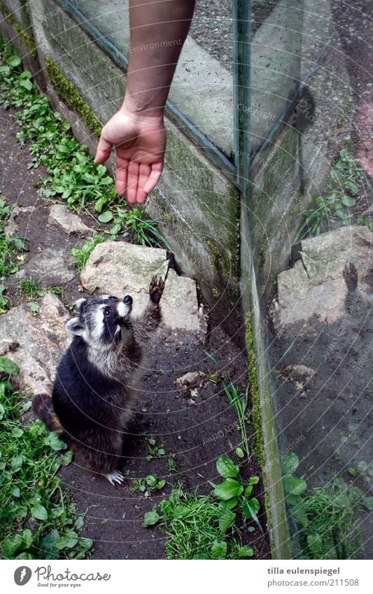 I'm a star, get me out of here! Vacation & Travel Tourism Arm Hand Animal Wild animal Zoo Raccoon 1 Select Observe Wait Together Curiosity Cute Compassion