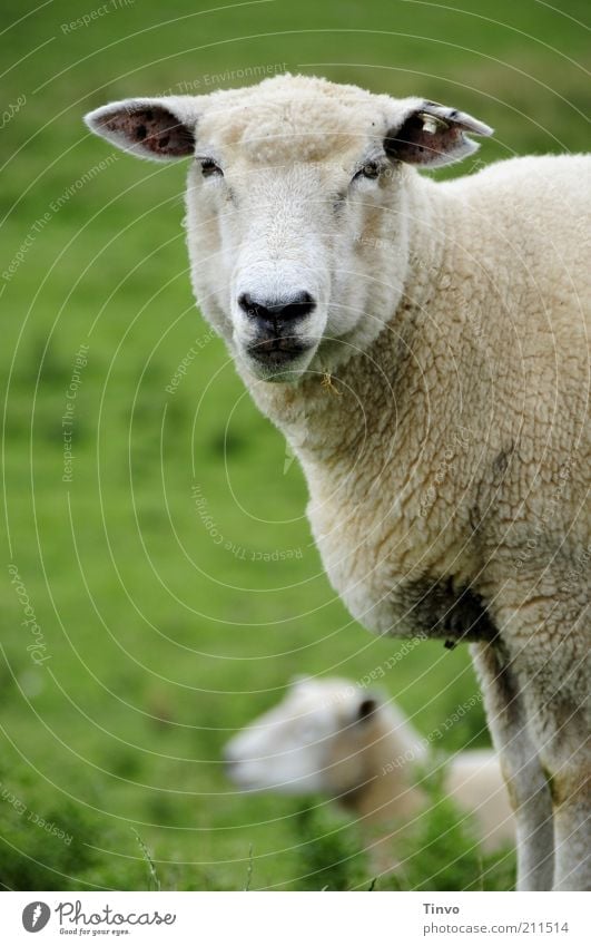 Sheep looks into camera Pet Farm animal 2 Animal Natural Dike Down-to-earth Interest Stand Looking Ear Pasture Sheepskin Animal face Muzzle Nose Eyes 1 Blur