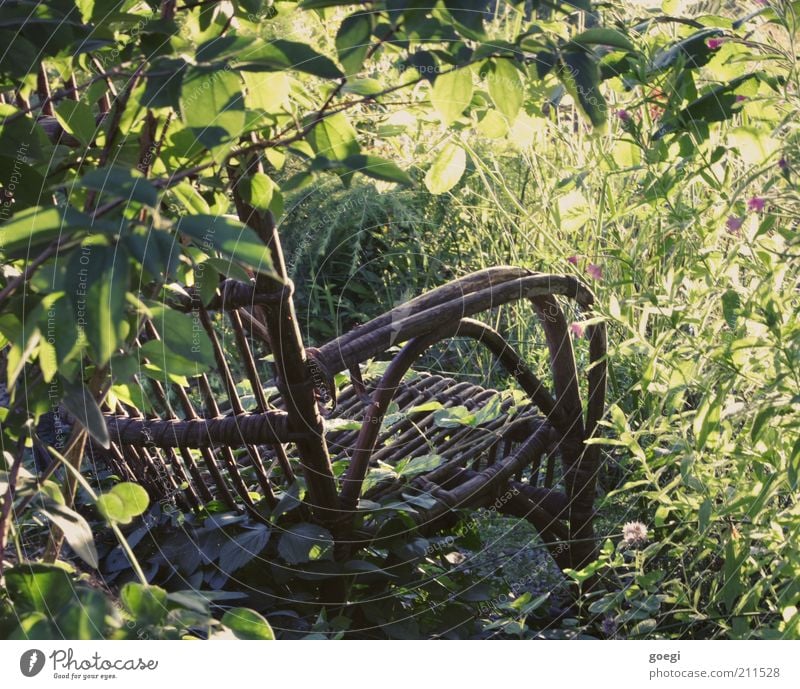 empty chair Chair Garden chair Rocking chair Nature Plant Summer Beautiful weather Flower Grass Bushes Blossom Foliage plant Wood Old To enjoy To swing Dream