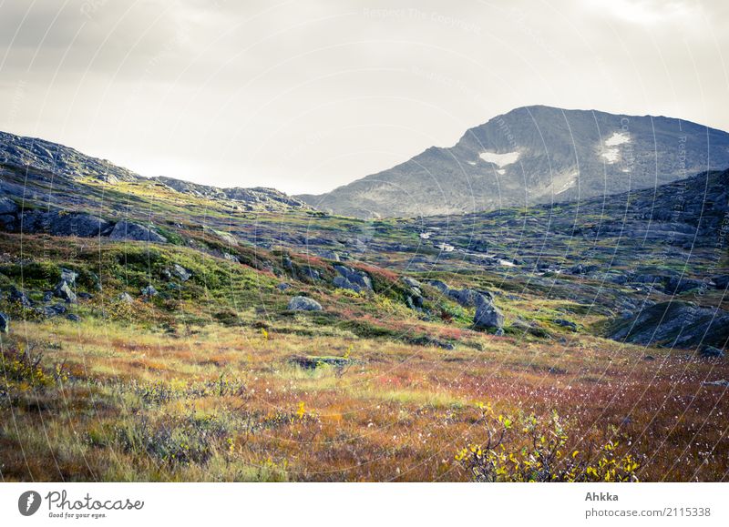 Colourful Fjell in Norway Harmonious Mountain Hiking Nature Landscape Plant Animal Autumn Bad weather Fjeld Stone Fantastic Moody Modest Mysterious Change
