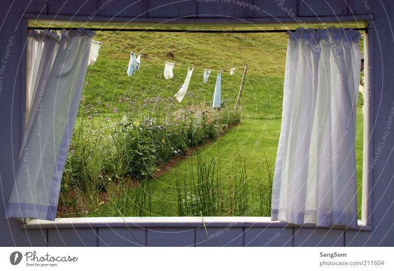 summer windows Summer Garden Room Nature Plant Flower Grass Foliage plant Meadow Hut Window Wood Blossoming Relaxation Spring fever Loneliness Underwear Drape