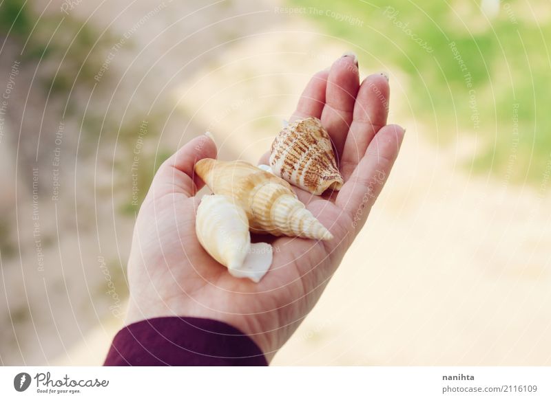 Hand holding shells Summer Summer vacation Human being Youth (Young adults) 1 18 - 30 years Adults Nature Animal Shell To hold on Vacation & Travel Exotic