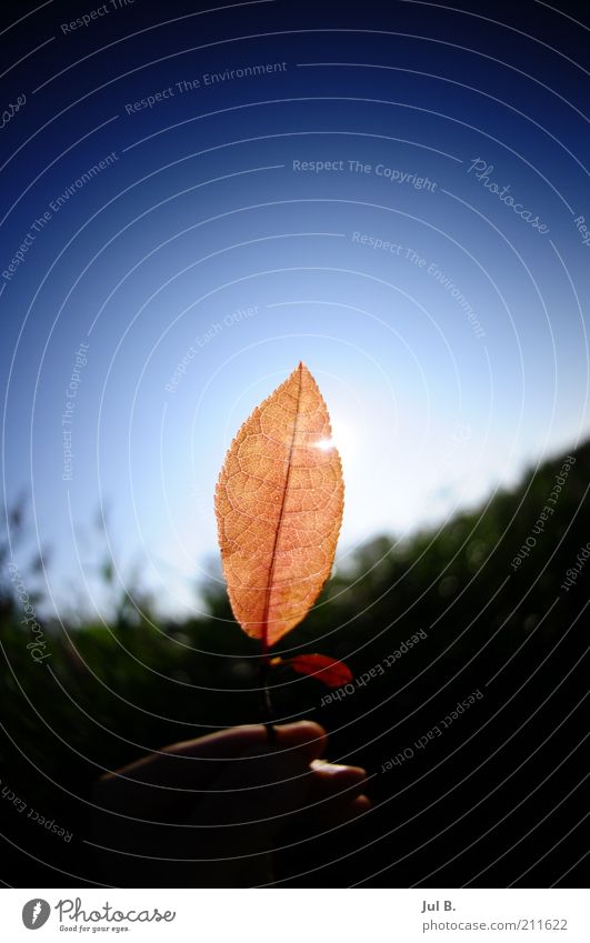 the red coloured Sunlight Beautiful weather Leaf Joy Enthusiasm Hand Fingers Stop Reflection Translucent Sky Nature Colour photo Exterior shot Dawn Fisheye