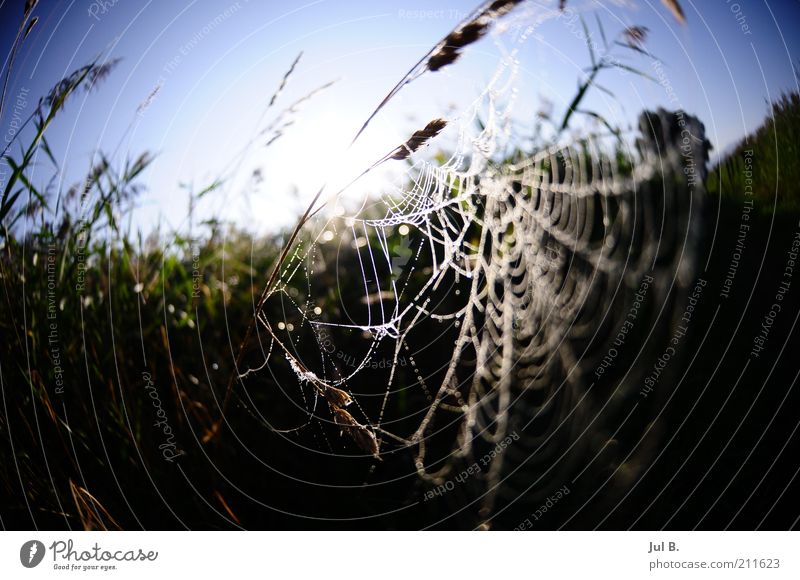 field network Nature Sunlight Beautiful weather Spider Emotions Calm Spider's web Reflection Grass Blue sky Deserted Colour photo Exterior shot Dawn Fisheye