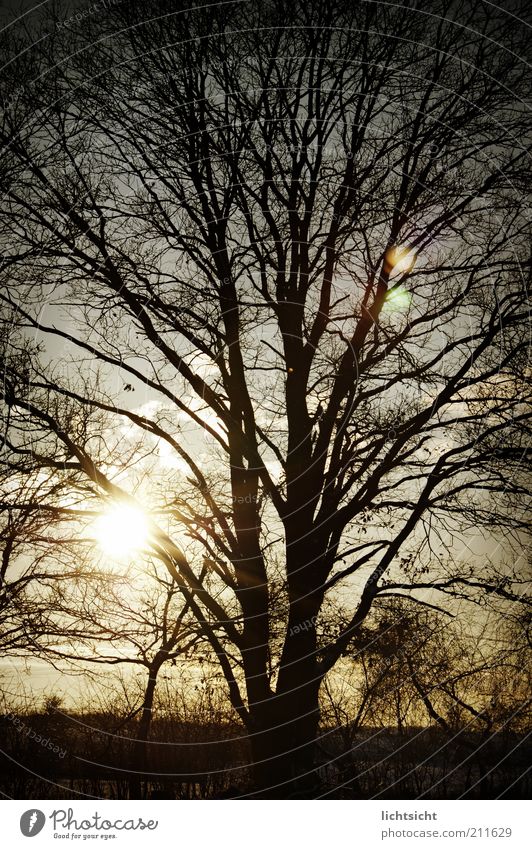 Winter tree against the light Environment Nature Landscape Weather Beautiful weather Ice Frost Tree Field Forest Old Blue Black Emotions Sadness Grief Past