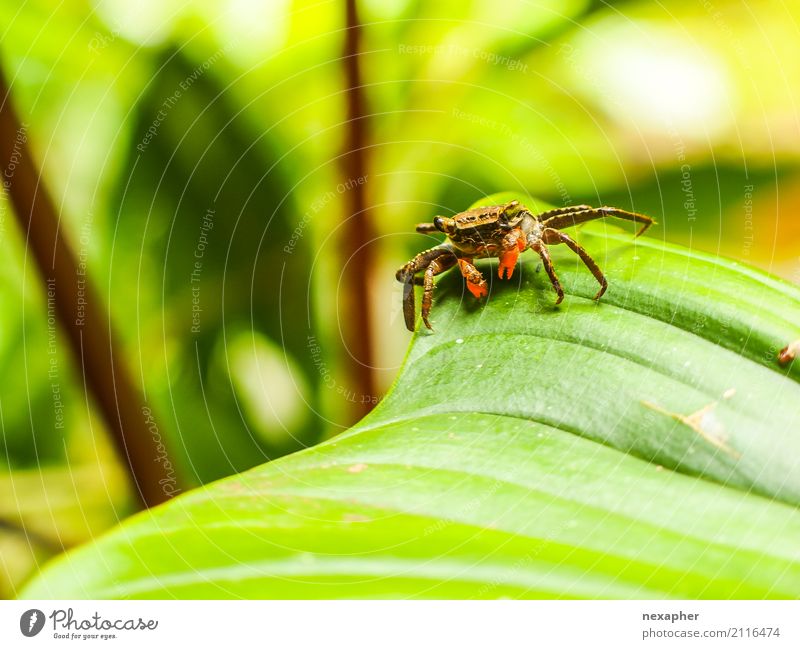 Crab relaxed on a leaf Environment Nature Animal Virgin forest Shellfish 1 Baby animal Observe Stand Cool (slang) Exotic Small Rebellious Brown Green Orange
