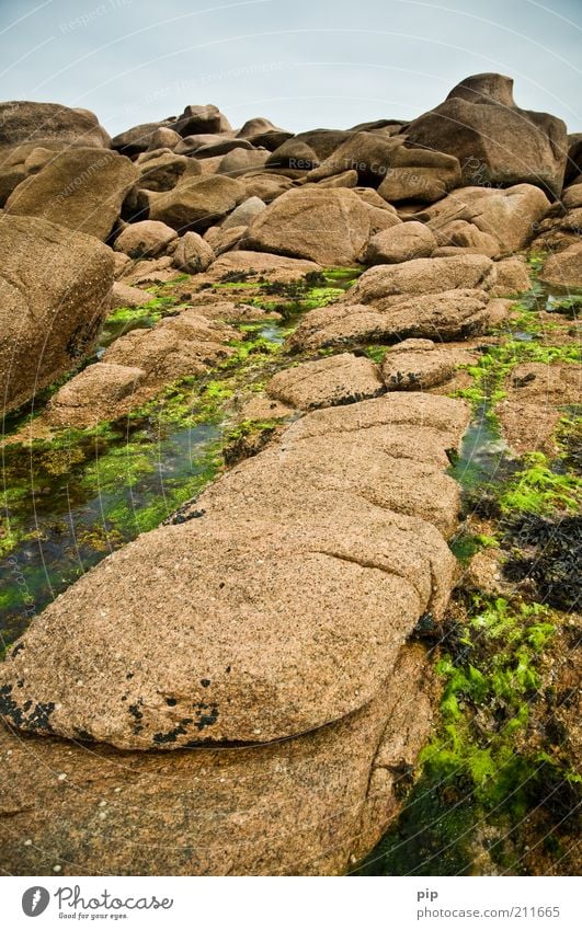rosier Nature Elements Water Seaweed Algae Rock Coast Reef Stone Brown Green Habitat Formation Stony Gravel Firm Brittany Granite Low tide Tide Colour photo