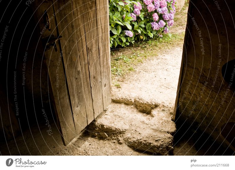 mind the gap Nature Flower Bushes Hydrangea Hut Entrance Door Stone Wood Old Brown Violet Hospitality Calm Living or residing Contentment Open Colour photo