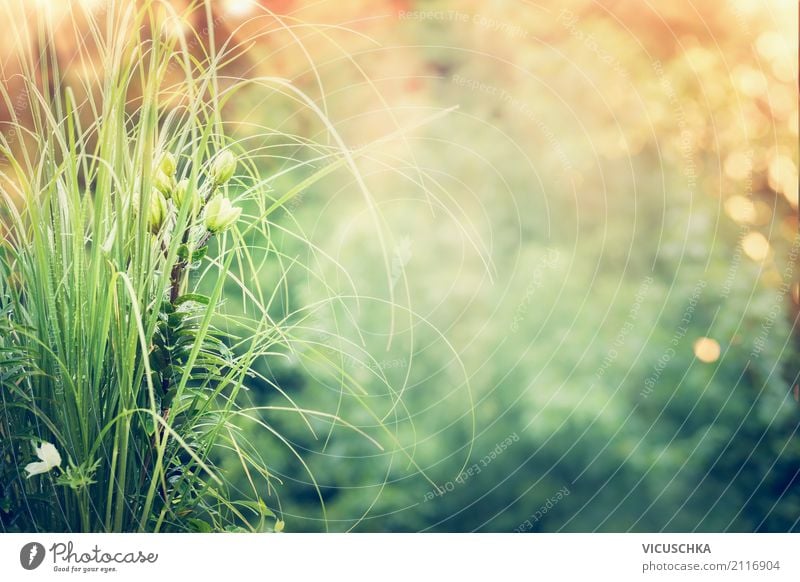 Summer Nature Background - a Royalty Free Stock Photo from Photocase