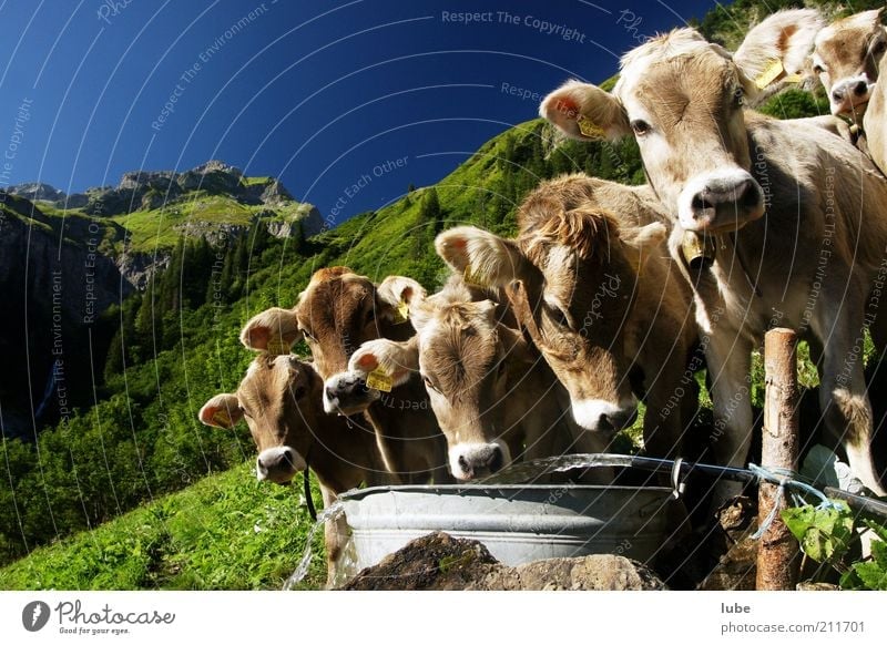 We congratulate Vacation & Travel Mountain Environment Nature Landscape Water Cloudless sky Summer Beautiful weather Alps Animal Farm animal Cow Animal face